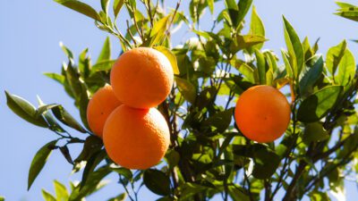 İklim krizi, Ege Bölgesi narenciye üretiminde etkisini net biçimde gösterdi.