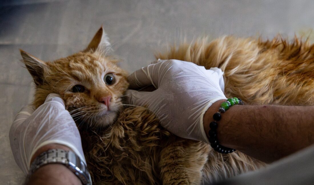 Karşıyaka Belediyesi, ilçe de yaptığı sokak hayvanları için tedavi çalışmalarıyla