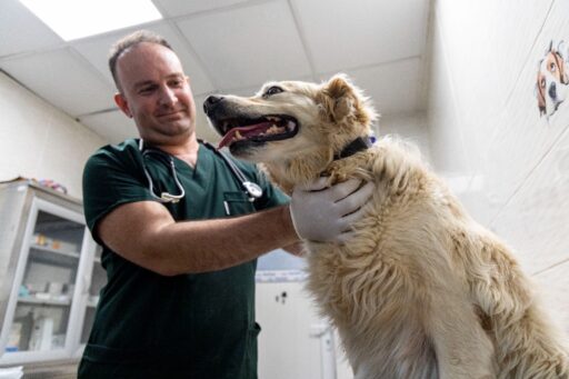 Karşıyaka’da can dostlara kapsamlı hizmet