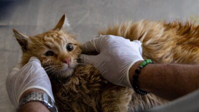 Karşıyaka Belediyesi, ilçe de yaptığı sokak hayvanları için tedavi çalışmalarıyla