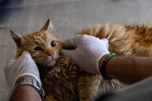 Karşıyaka Belediyesi, ilçe de yaptığı sokak hayvanları için tedavi çalışmalarıyla