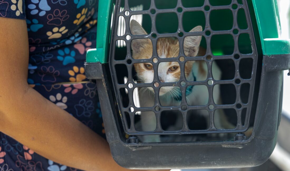Karşıyaka Belediyesi’nin Kurtardığı Kedi ‘Şanslı’ya Anlamlı İsim ve Yuva Karşıyaka'da bir aracın çarptığı sokak kedisi, belediye ekiplerinin hızlı müdahalesiyle