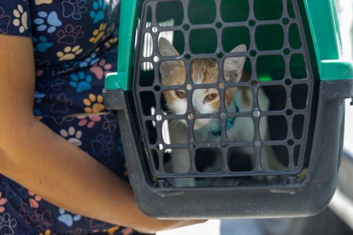 Karşıyaka'da bir aracın çarptığı sokak kedisi, belediye ekiplerinin hızlı müdahalesiyle