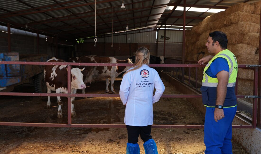 Denizli Büyükşehir Belediyesi, büyükbaş hayvan yetiştiricilerine ücretsiz veterinerlik danışmanlık hizmeti