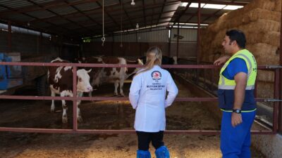 Denizli Büyükşehir Belediyesi, büyükbaş hayvan yetiştiricilerine ücretsiz veterinerlik danışmanlık hizmeti