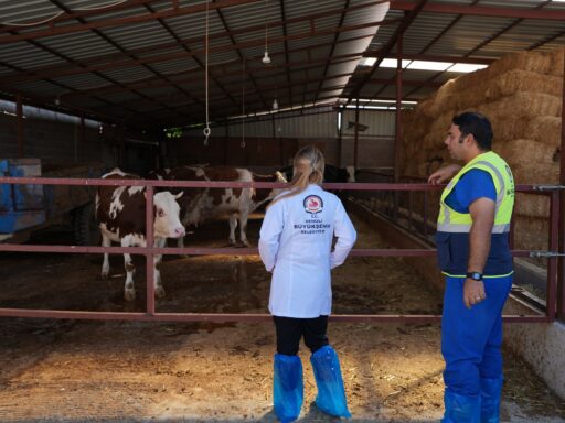 Denizli Büyükşehir Belediyesi, büyükbaş hayvan yetiştiricilerine ücretsiz veterinerlik danışmanlık hizmeti