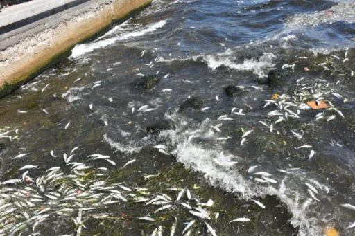 İzmir Körfezi'nde yeniden balık ölümleri