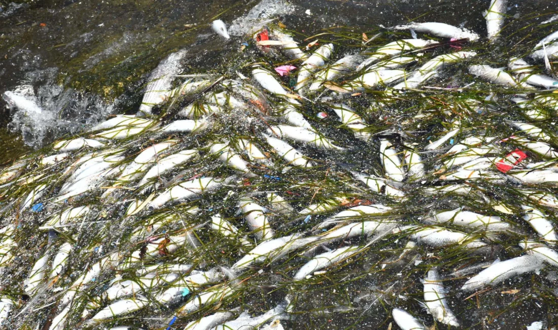 İzmir Körfezi'nde geçen yıl başlayan kirliliğe bağlı kötü koku ve