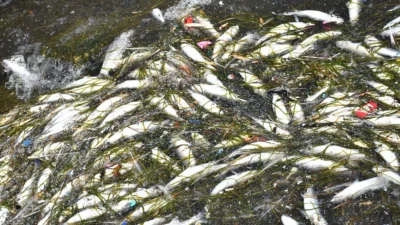 İzmir Körfezi'nde geçen yıl başlayan kirliliğe bağlı kötü koku ve