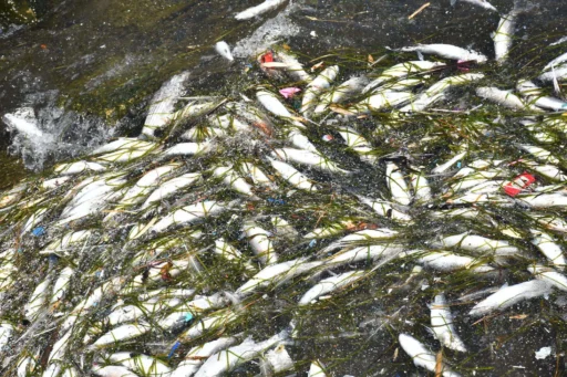 İzmir Körfezi'nde geçen yıl başlayan kirliliğe bağlı kötü koku ve