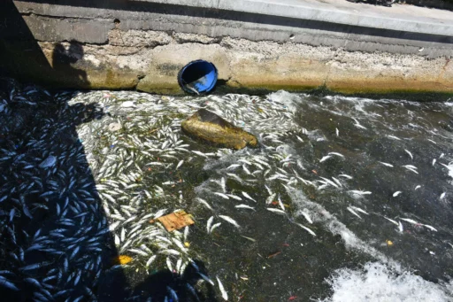 İzmir Körfezi'nde yeniden balık ölümleri