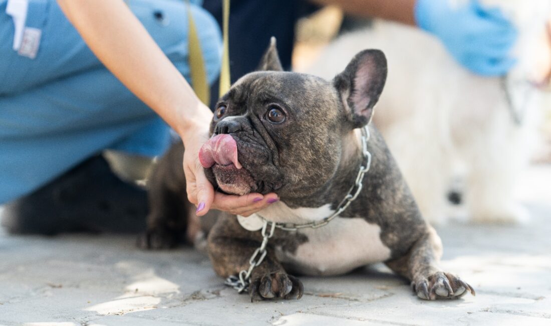 İzmir'de uygunsuz koşullarda tutulduğu için el konulan 20 sevimli can