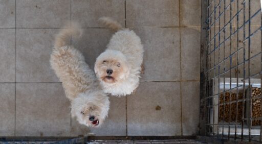 İzmir'de Terk Edilmiş 20 Köpek Sahipsiz Kalmadı