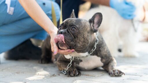İzmir'de uygunsuz koşullarda tutulduğu için el konulan 20 sevimli can