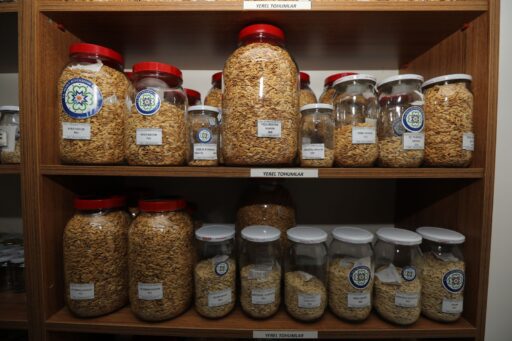 Muğla Büyükşehir Belediyesi’nden Yerel Tohum Seferberliği