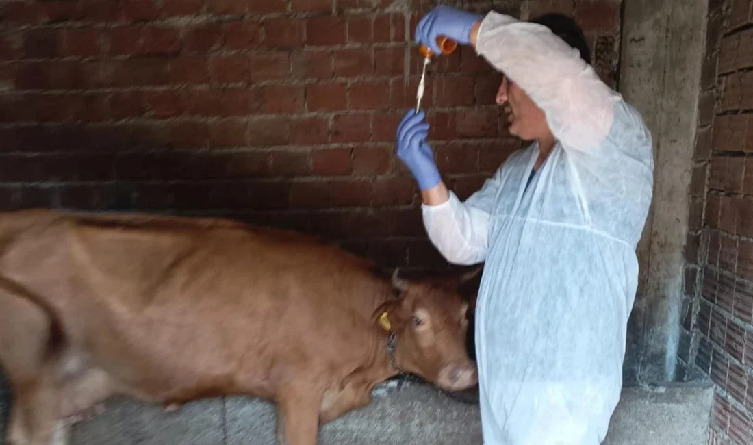 İzmir'de şap hastalığı alarmı verildi! Büyükşehir Belediyesi Tarım, Orman ve