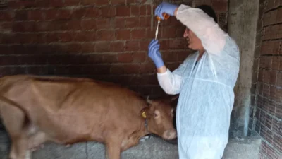 İzmir'de şap hastalığı alarmı verildi! Büyükşehir Belediyesi Tarım, Orman ve