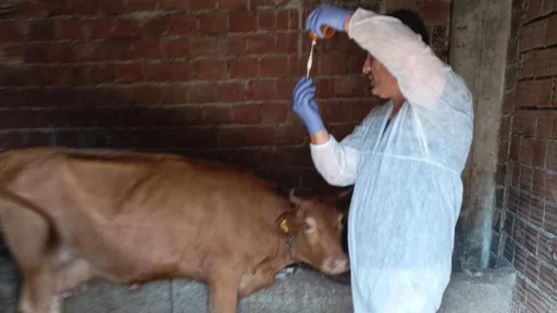 İzmir'de şap hastalığı alarmı verildi! Büyükşehir Belediyesi Tarım, Orman ve