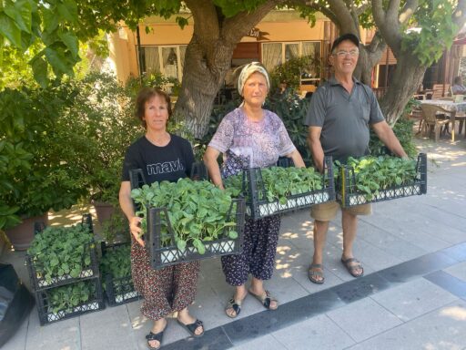 Urla Belediyesi’nden üreticiye 50 bin adet sebze fidesi