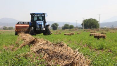 Muğla Büyükşehir Belediyesi, yem maliyetlerini düşürmek için üreticilere Tritikale, Arpa