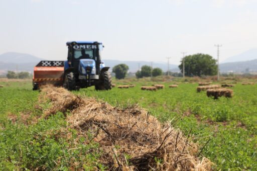 Muğla Büyükşehir Belediyesi, yem maliyetlerini düşürmek için üreticilere Tritikale, Arpa