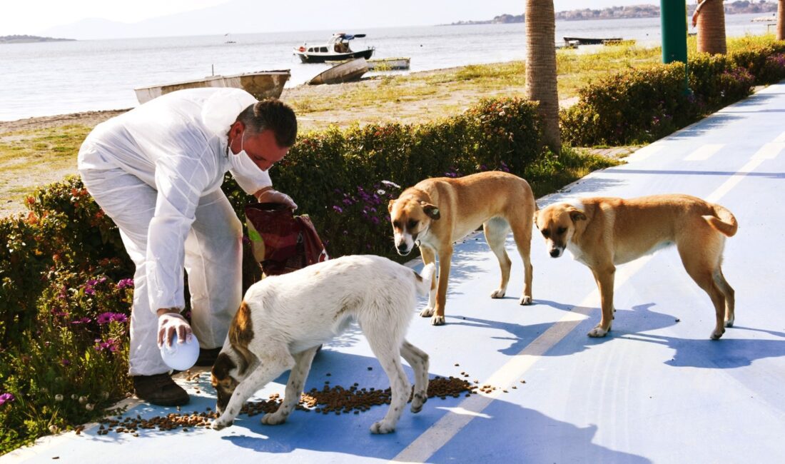 İzmir’in sokaklarında özellikle son birkaç yıldır en fazla göze çarpan
