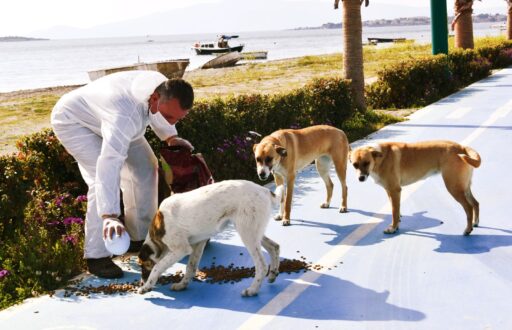İzmir’in sokaklarında özellikle son birkaç yıldır en fazla göze çarpan