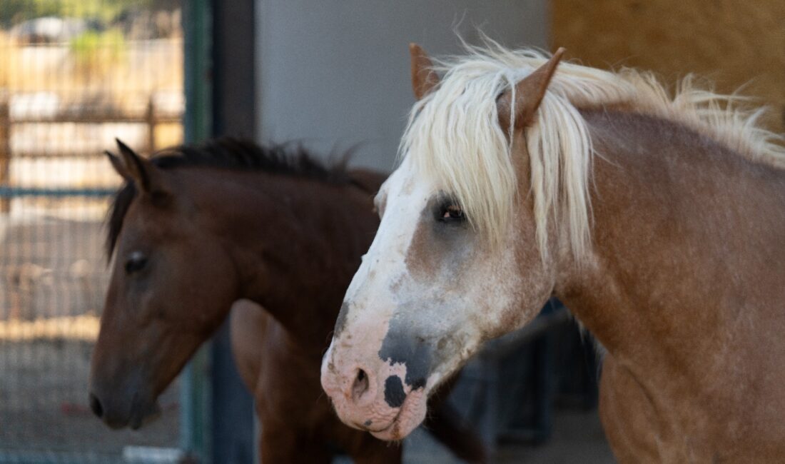 Yıllarca yük taşıyarak yorulan at ve eşekler, İzmir Büyükşehir Belediyesi'nin