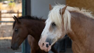 Yıllarca yük taşıyarak yorulan at ve eşekler, İzmir Büyükşehir Belediyesi'nin