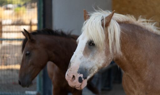 Yıllarca yük taşıyarak yorulan at ve eşekler, İzmir Büyükşehir Belediyesi'nin