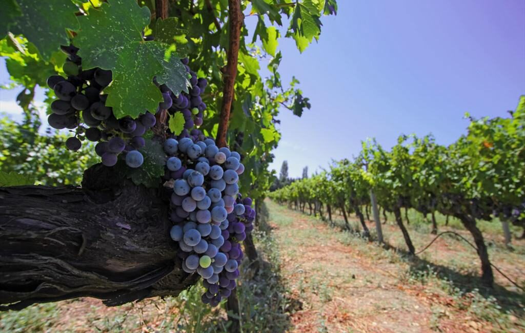 İzmir, Avrupa Konseyi’nin Iter Vitis Rotası’na Katıldı İzmir, Avrupa Konseyi’nin kültür rotalarından biri olan Iter Vitis Ağı’na