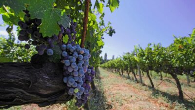 İzmir, Avrupa Konseyi’nin kültür rotalarından biri olan Iter Vitis Ağı’na