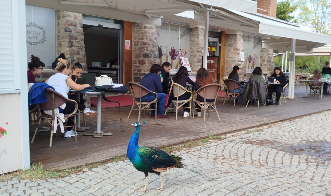 İzmir Doğal Yaşam Parkı’nda Tasarımcılar Hayvan Refahı İçin İş Başında! İzmir Doğal Yaşam Parkı’nda tasarımcılar, hayvanların refahını artırmak için “Davranış