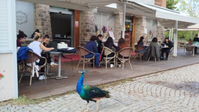 İzmir Doğal Yaşam Parkı’nda tasarımcılar, hayvanların refahını artırmak için “Davranış