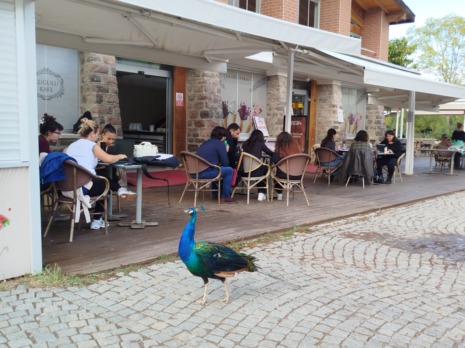 İzmir Doğal Yaşam Parkı’nda tasarımcılar, hayvanların refahını artırmak için “Davranış