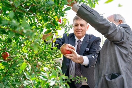 Başkan Tugay Selçuk’ta Çiftçilerle Nar Hasadı Yaptı