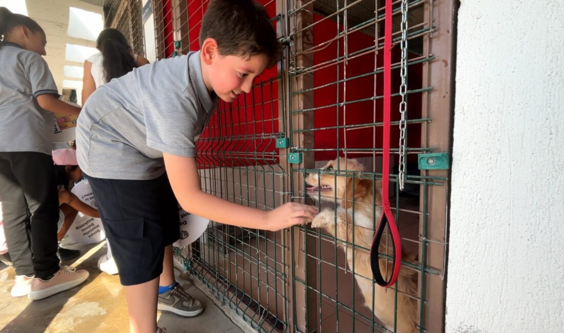 İzmir Büyükşehir Belediyesi'nin İngilizce Speaking Club etkinliği, Pako Sokak Hayvanları