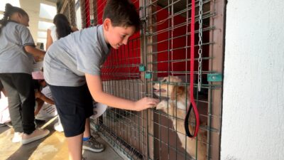 İzmir Büyükşehir Belediyesi'nin İngilizce Speaking Club etkinliği, Pako Sokak Hayvanları