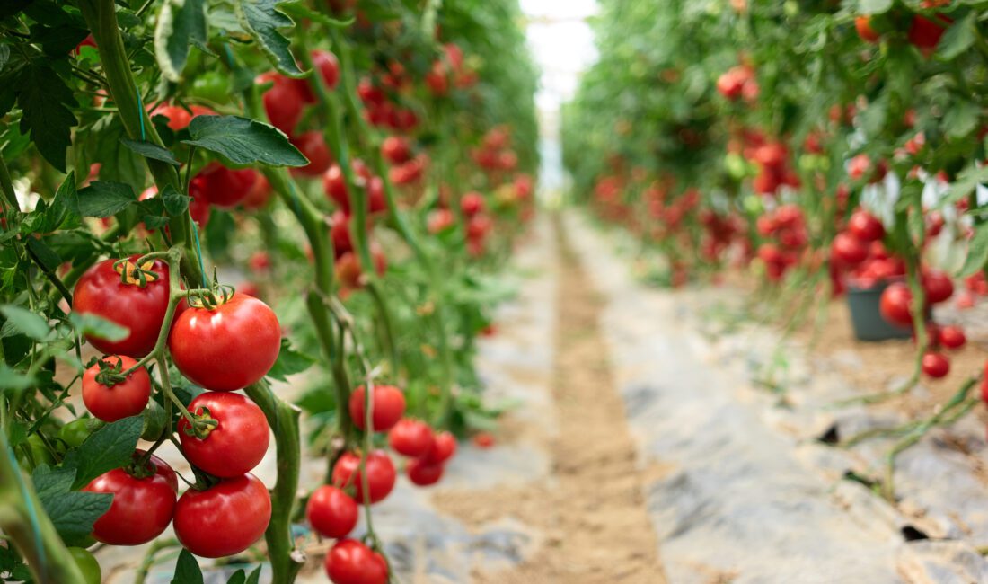 Türkiye, zengin toprakları ve üretim gücüyle dünya gıda ihracatında lider