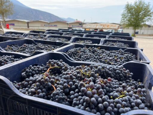 Muğla Büyükşehir’den Bağcılığa 10 Milyonluk Modern Dokunuş