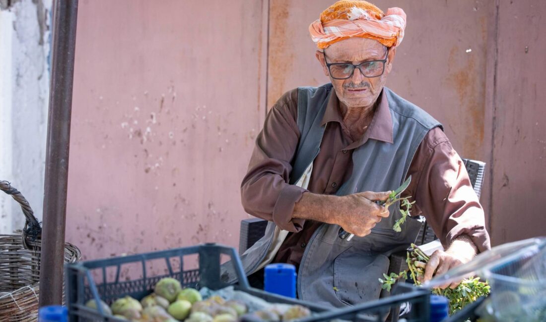 İzmir Büyükşehir Belediyesi, incirde kalite kaybını önlemek ve katma değeri