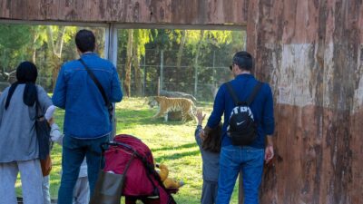 İzmir Büyükşehir Belediyesi Doğal Yaşam Parkı, 8 Kasım'da başlayan ara