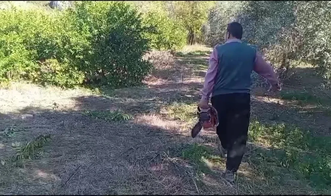 Seferihisar'da satsuma mandalinası üreticileri, düşen fiyatlar nedeniyle isyan ediyor. Üretici