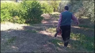 Seferihisar'da satsuma mandalinası üreticileri, düşen fiyatlar nedeniyle isyan ediyor. Üretici