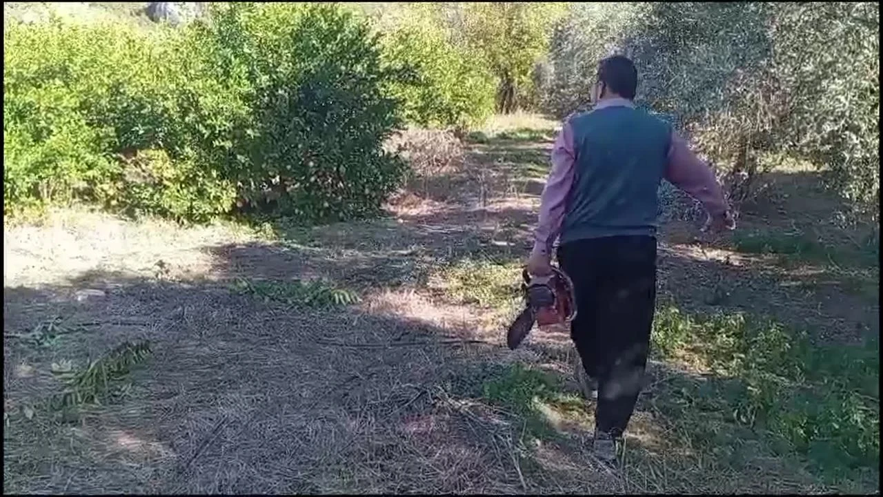 Seferihisar'da satsuma mandalinası üreticileri, düşen fiyatlar nedeniyle isyan ediyor. Üretici