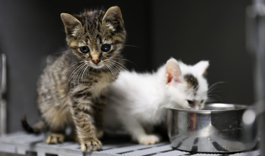 Buca Belediyesi, yeni ünitesi sayesinde kedi kısırlaştırma sayısını %100 artırarak