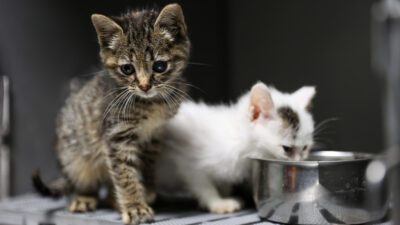 Buca Belediyesi, yeni ünitesi sayesinde kedi kısırlaştırma sayısını %100 artırarak