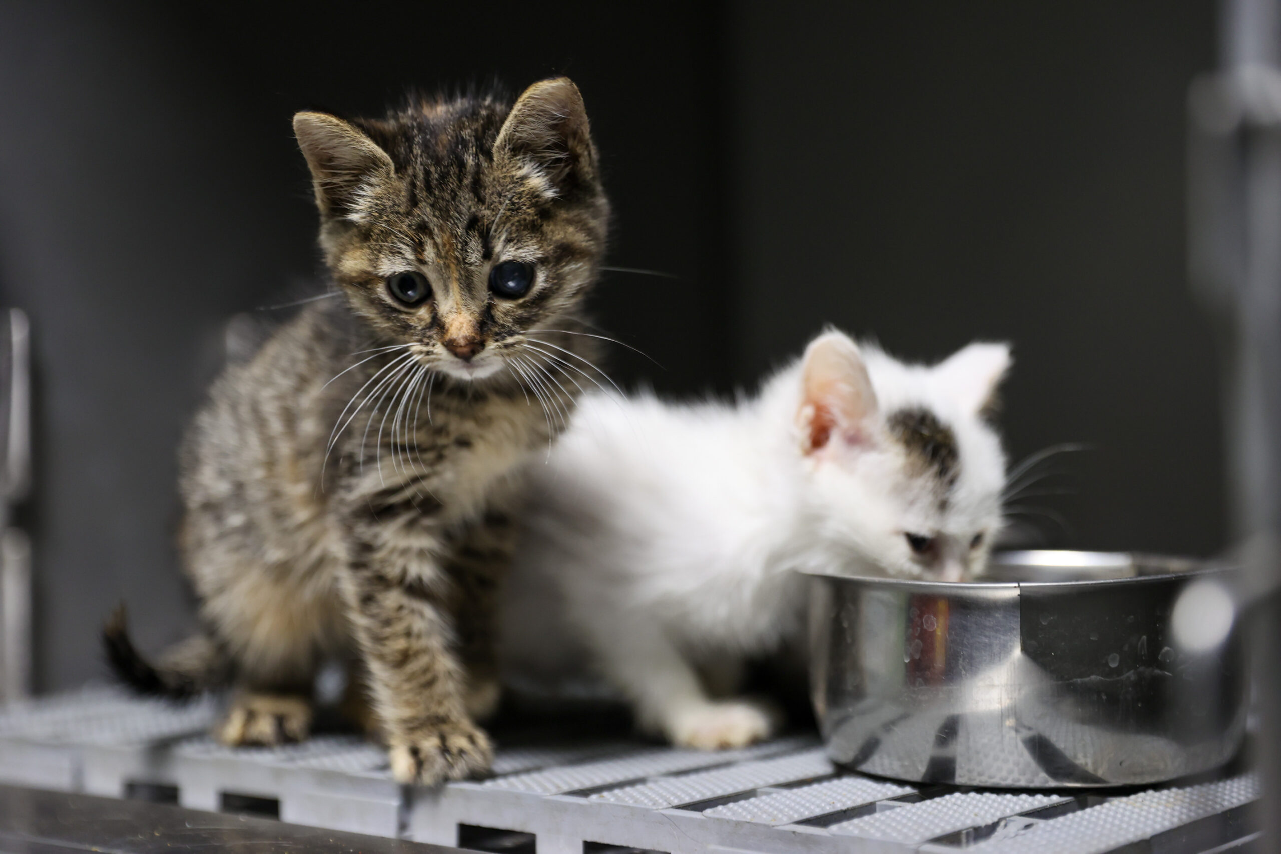 Buca Belediyesi, yeni ünitesi sayesinde kedi kısırlaştırma sayısını %100 artırarak