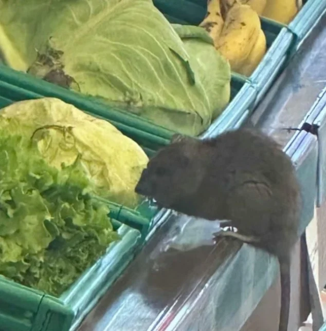 Bursa İnegöl'de bir zincir marketin manav reyonunda fare görüldü, görüntüler