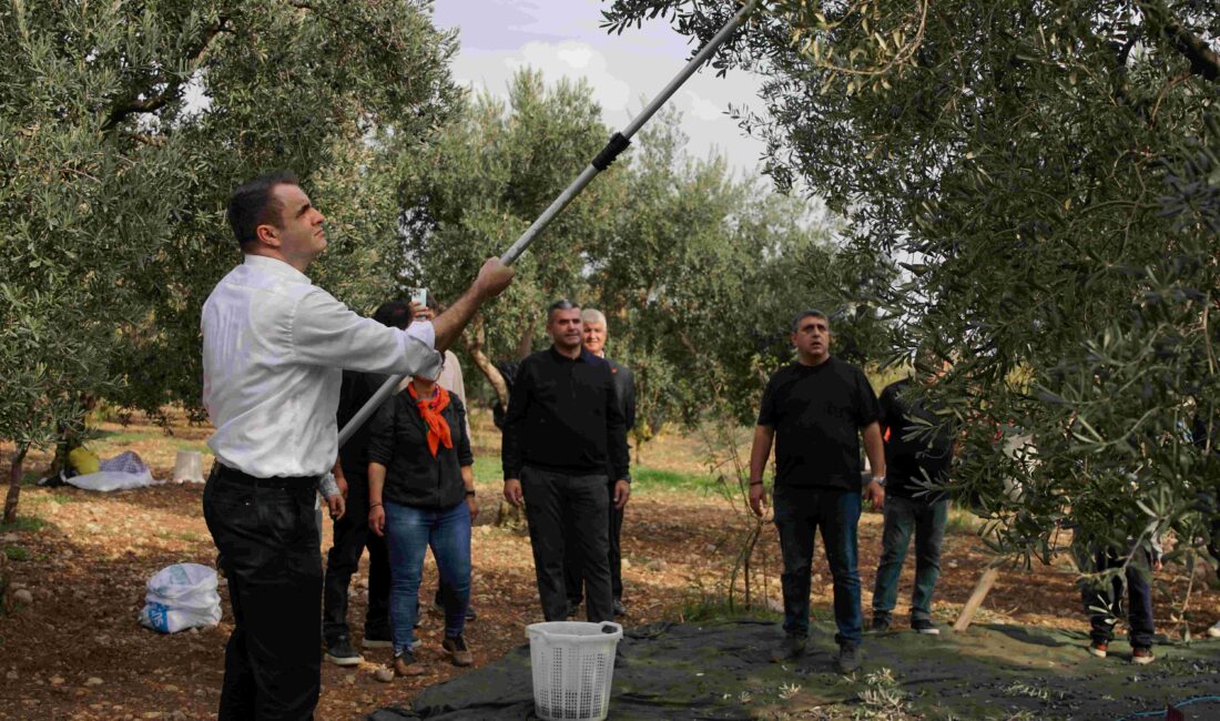 CHP İzmir İl Başkanı Çağatay Güç, Kemalpaşa'da zeytin hasadına katılarak